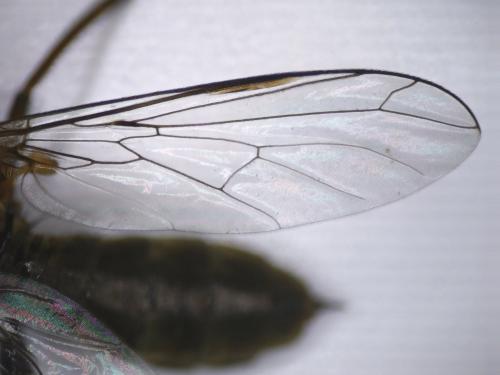 Empis sp.